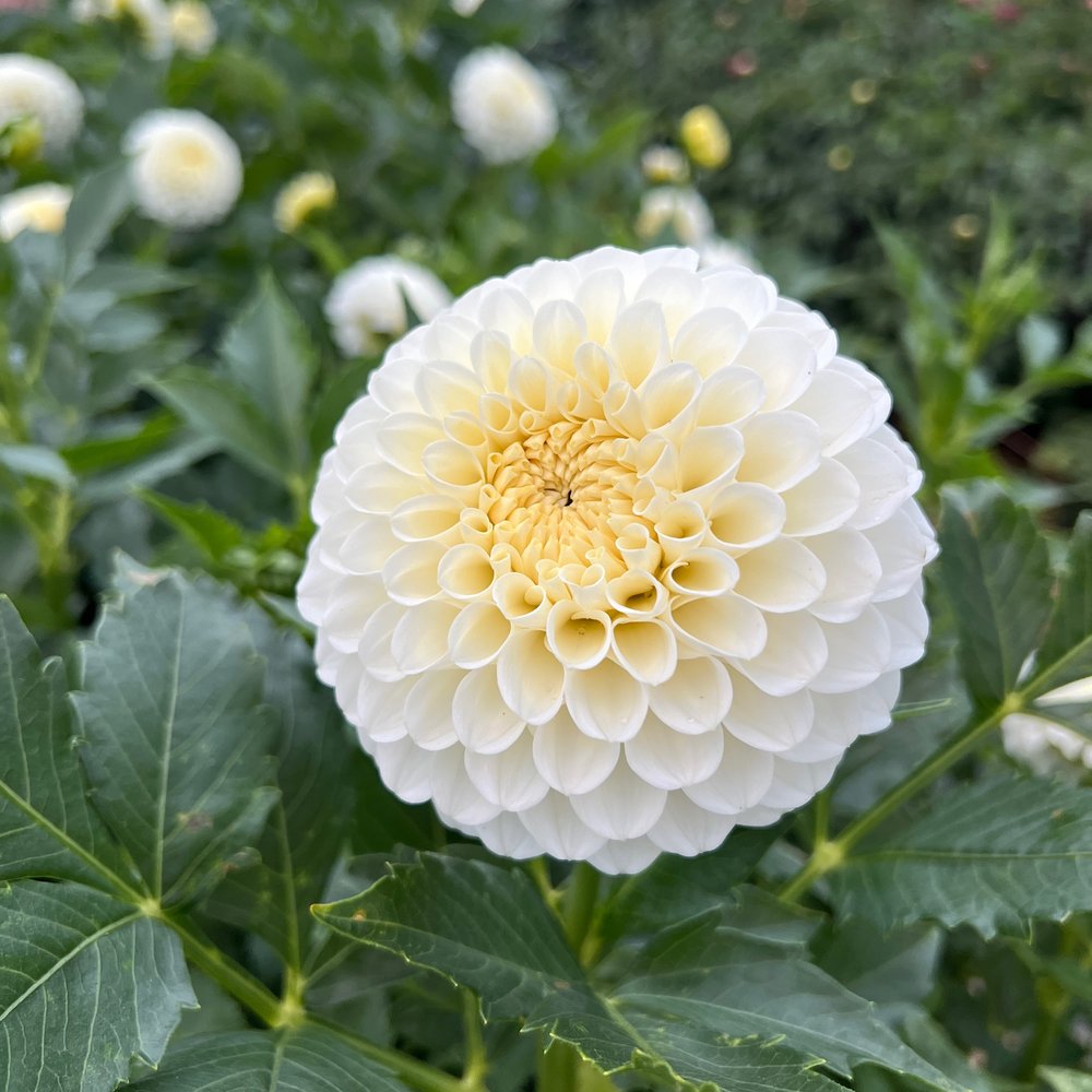 20th Ave + Baker Road