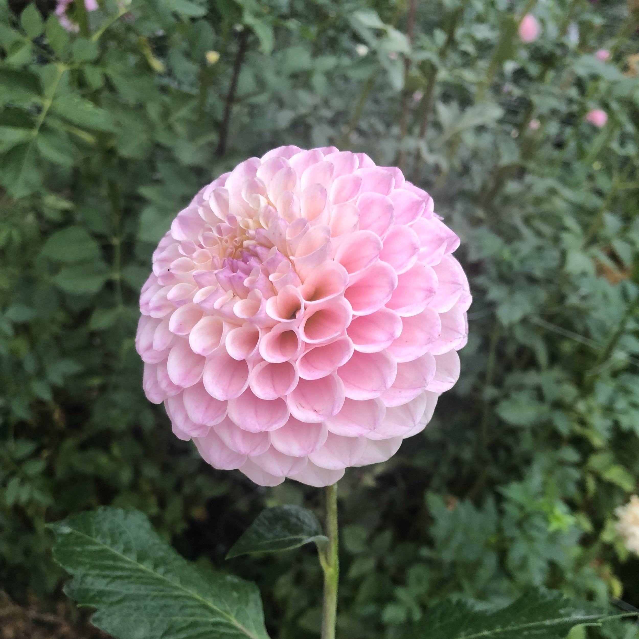 20th Ave Memory – Cincinnati Dahlia Society