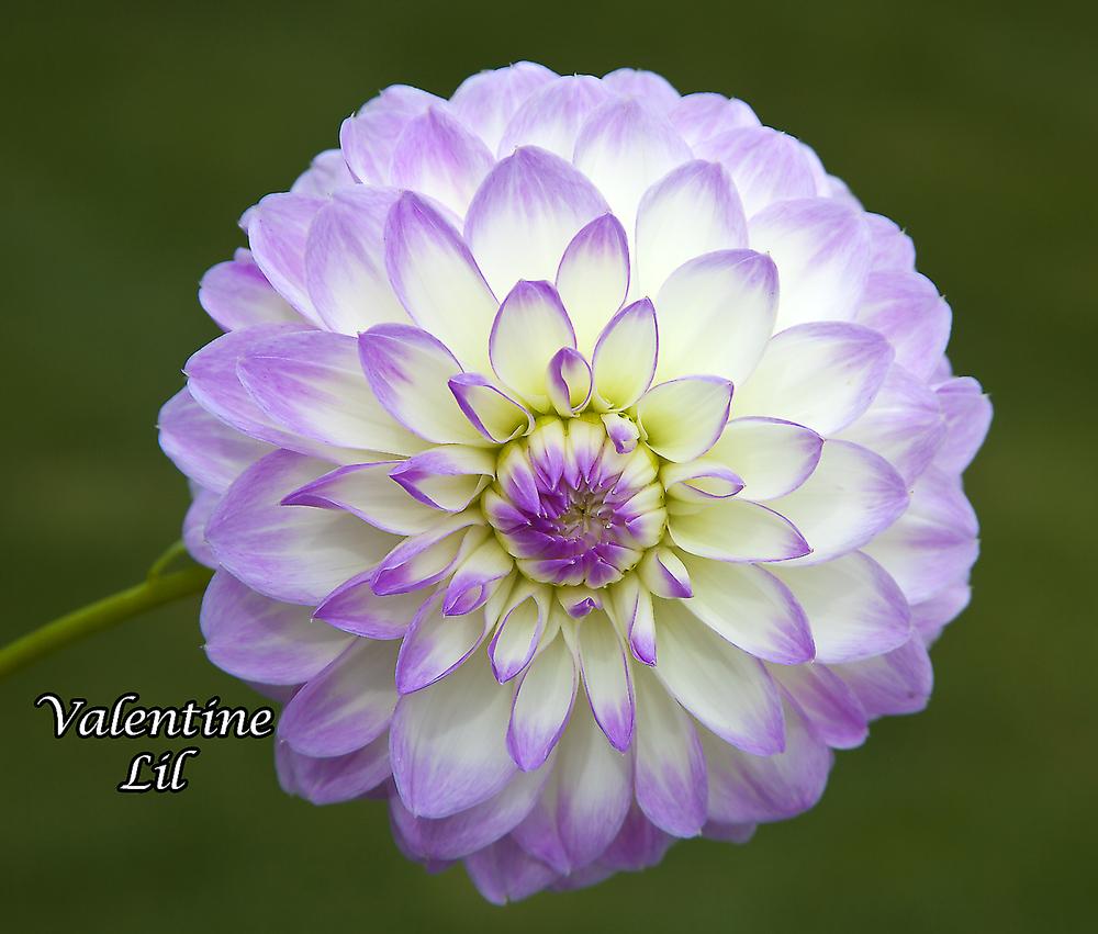 Valentine Lil