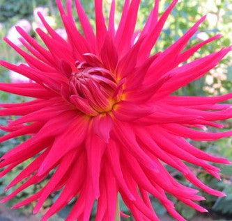 2026 CHALLENGE DAHLIA: AC LEO