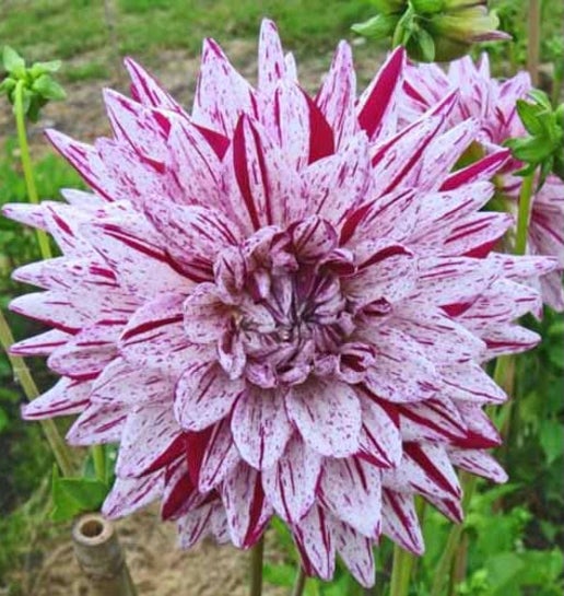 Blackberry Ripple – Cincinnati Dahlia Society