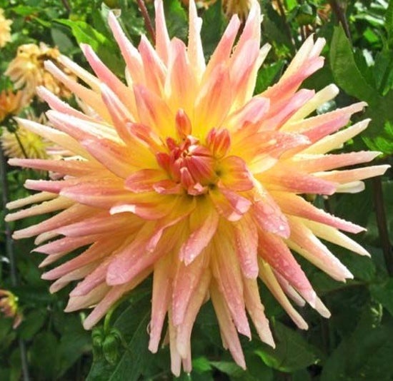 Cabana Banana – Cincinnati Dahlia Society
