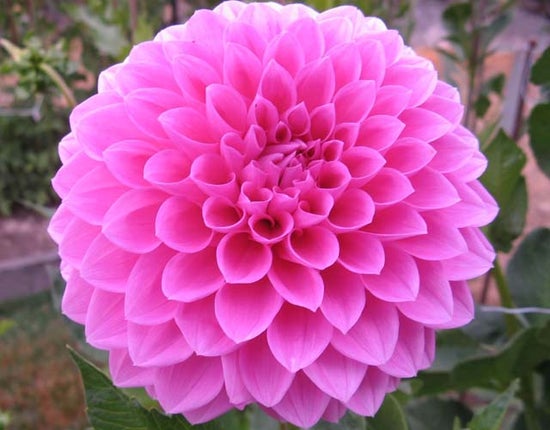 Chi Ca Loca – Cincinnati Dahlia Society