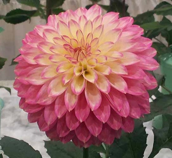 Crazy 4 Teedy – Cincinnati Dahlia Society