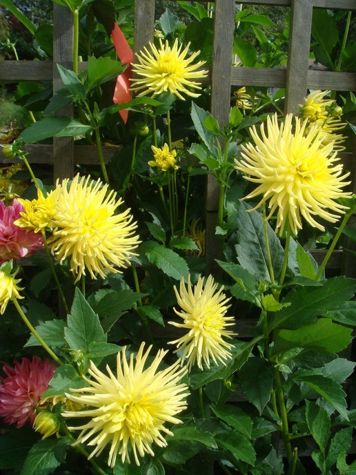 Ferncliff Lemon Aura