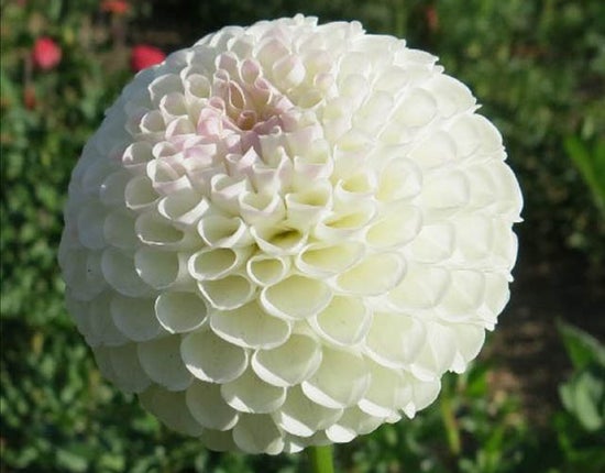 Hollyhill Miss White