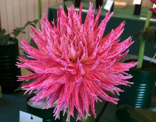 Hollyhill Candy Stripe