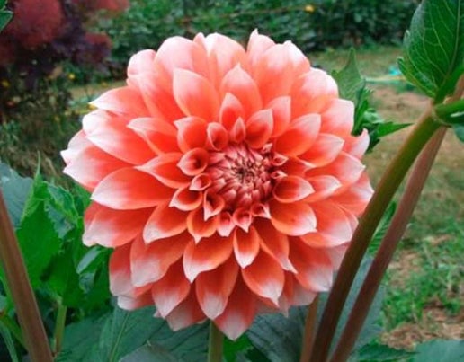 Hollyhill Orange Ice