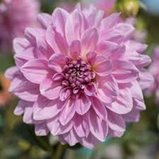 Lavender Perfection