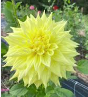 Penhill Yellow Queen