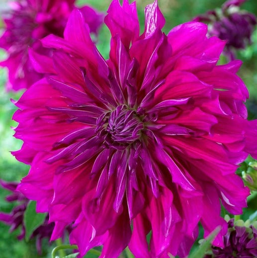 Purple Taiheijo