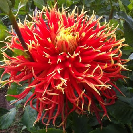 2025 CHALLENGE DAHLIA: SHOW 'N' TELL