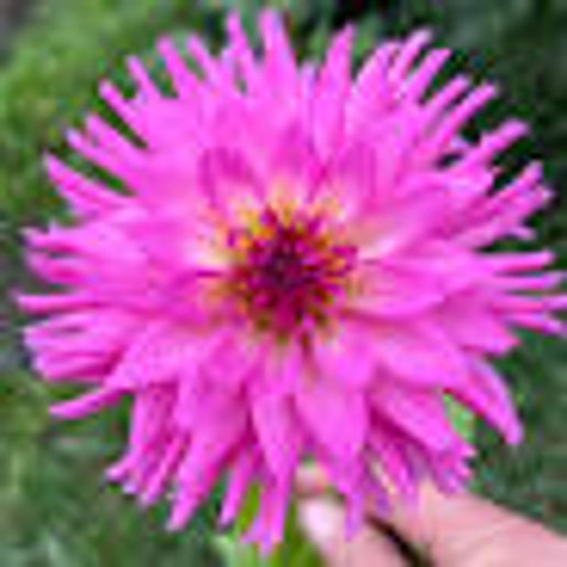 WB's Fuchsia Starlight