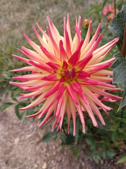 Weston Spanish Dancer