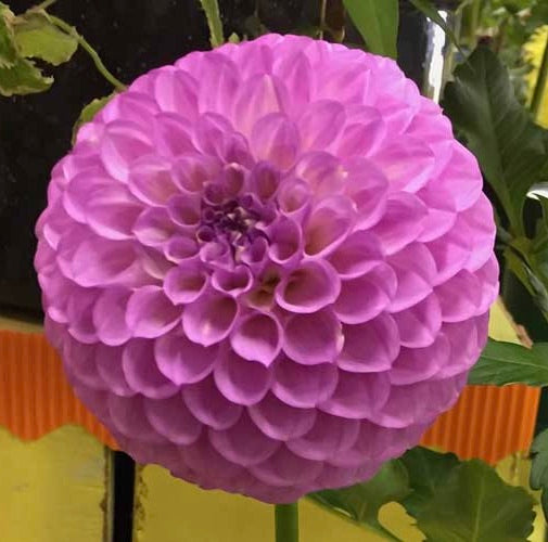 20th Ave Pure Prince