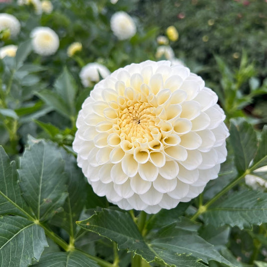 20th Ave + Baker Road