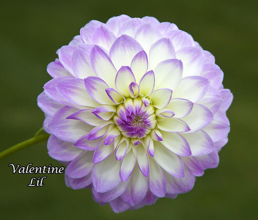 Valentine Lil