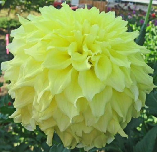 Bloomquist Goldilocks