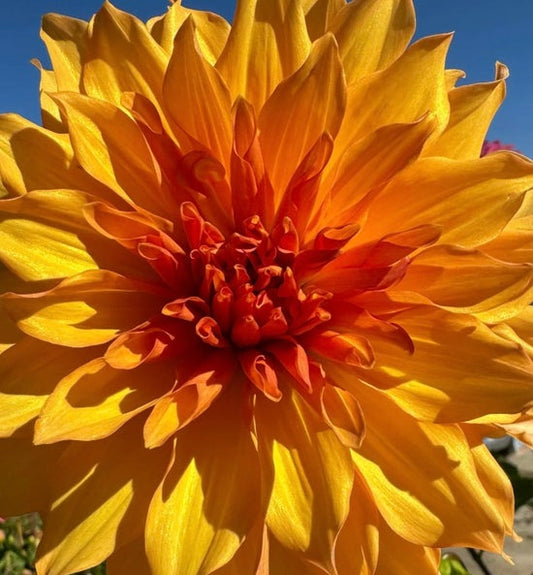 Bloomquist Blast Off