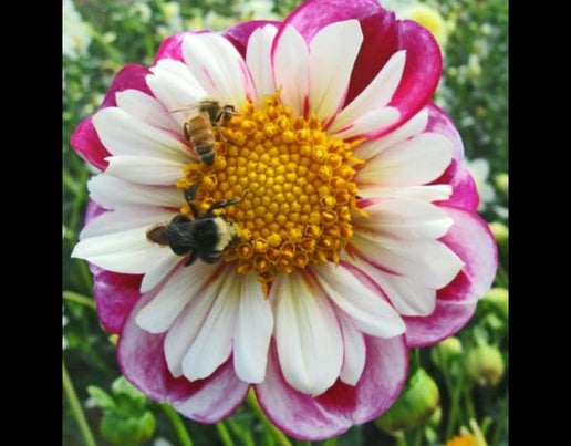 Bumble Rumble