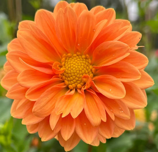 Coseytown Lion's Mane