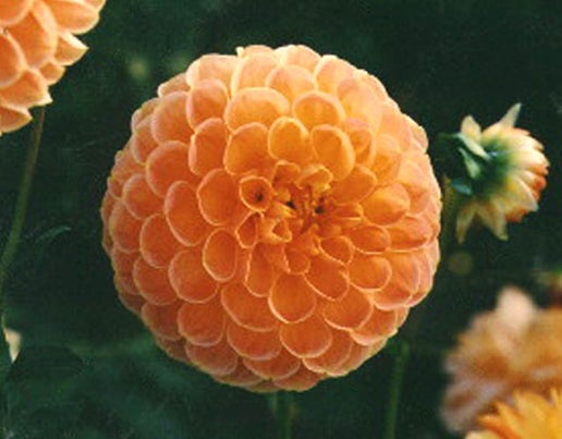 Crichton Honey