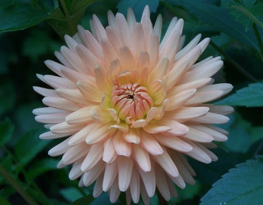 Embrace (light blend)