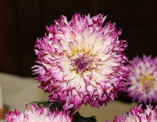 Good Golly Miss Molly