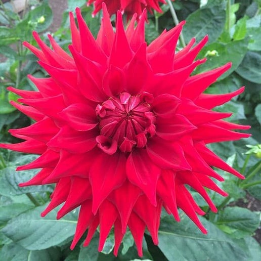 Hillcrest Duncan Edwards