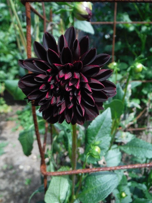 Hollyhill Black Beauty