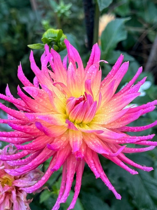 Hollyhill Hello Dolly