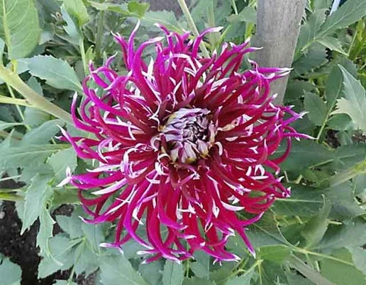 Hollyhill Spiderwoman