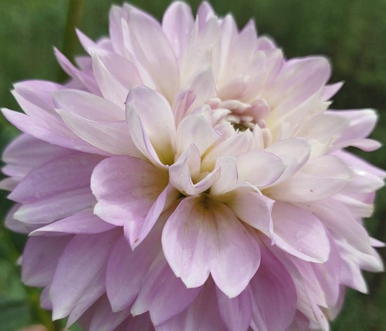 Marionberry Milkshake