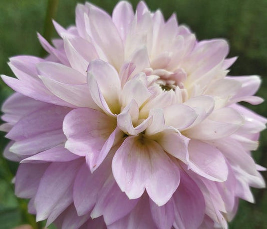 Marionberry Milkshake