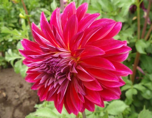 Raspberry Punch – Cincinnati Dahlia Society