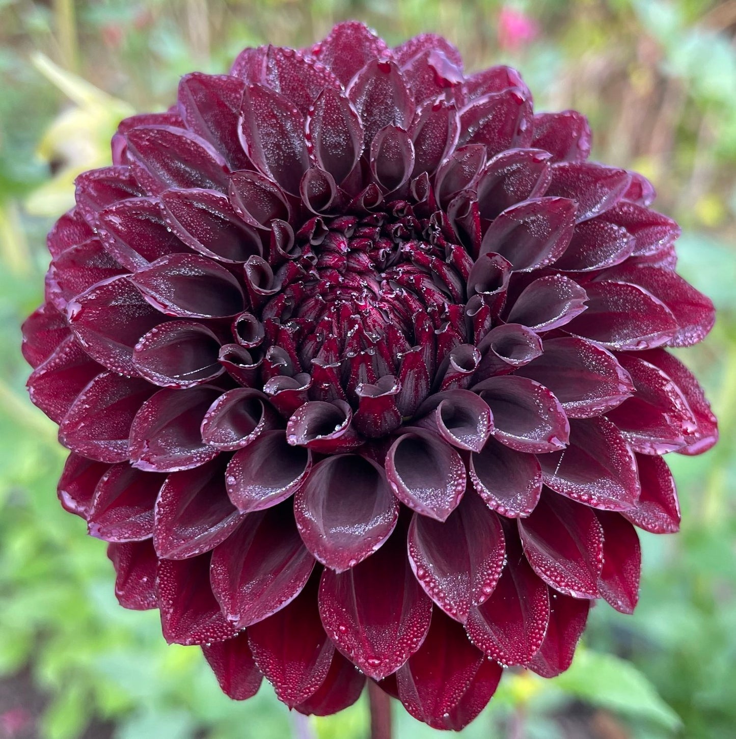 River's Dark Chocolate