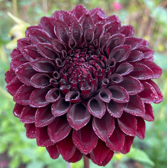 River's Dark Chocolate