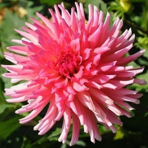 Robann Bubblegum – Cincinnati Dahlia Society