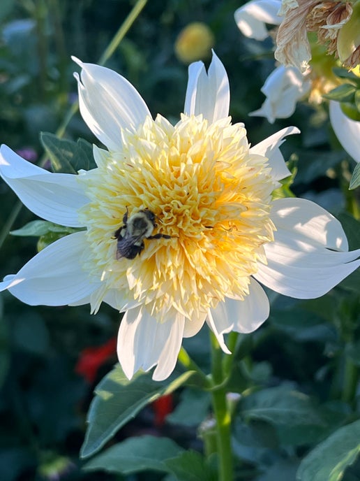 Sandia Platinum Blonde