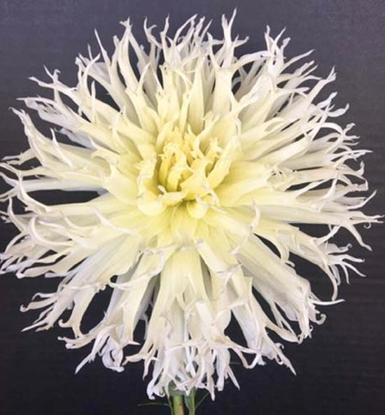 Tsuki Yori No Shisha