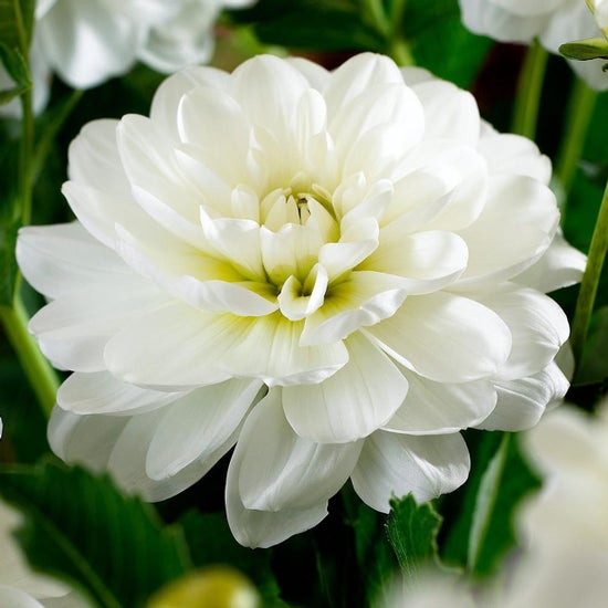 White Onesta
